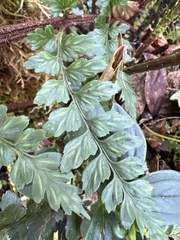 Asplenium acuminatum