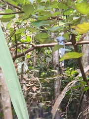 Phaenicophaeus diardi