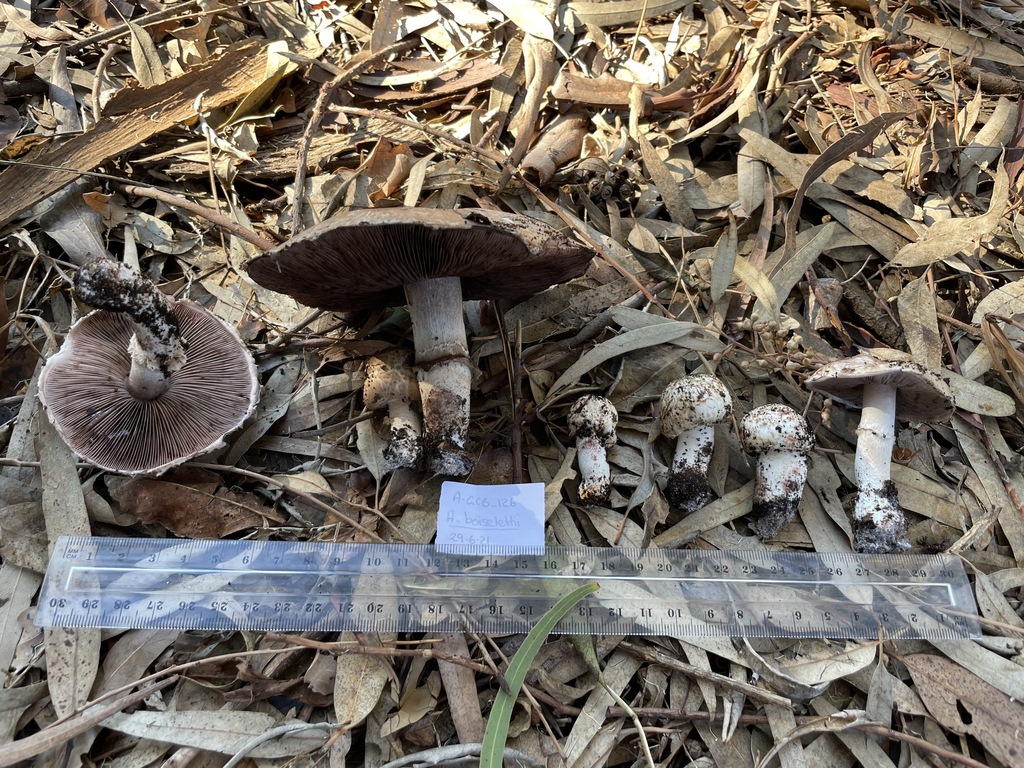 Agaricus sect. Nigrobrunnescentes
