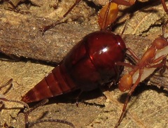 Vatesus