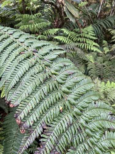 Dryopteris subbipinnata observed 2022-11-05