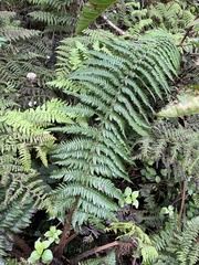 Dryopteris subbipinnata
