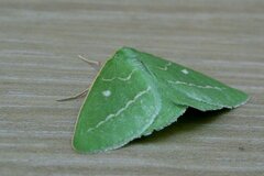 Thetidia smaragdaria