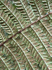 Dryopteris subbipinnata