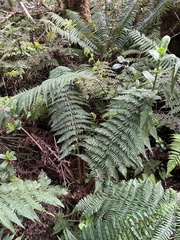 Dryopteris subbipinnata
