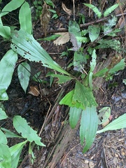 Calanthe formosana