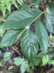 Lasianthus hispidulus