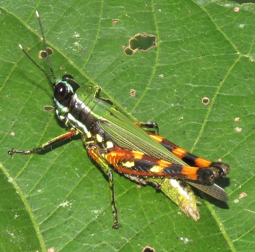 Tetrataenia