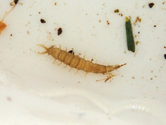 Athericidae