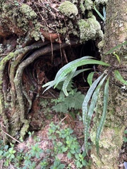 Lepisorus thunbergianus