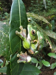 Rhacophorus malabaricus