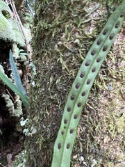 Lepisorus thunbergianus