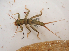 Eustheniidae