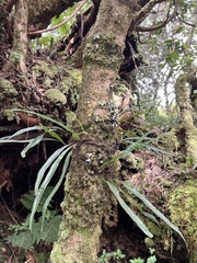 Lepisorus thunbergianus