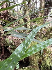 Lepisorus thunbergianus