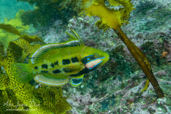 Heteroscarus acroptilus