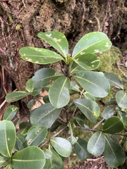 Melicope clusiifolia