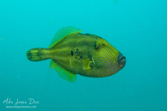 Meuschenia freycineti