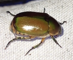 Anomala anoguttata
