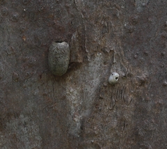Opodiphthera eucalypti