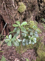 Melicope clusiifolia