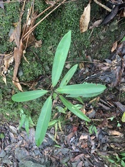 Myrsine seguinii
