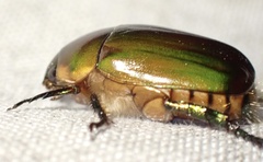 Anomala anoguttata