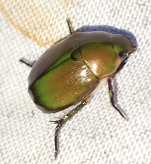 Anomala anoguttata