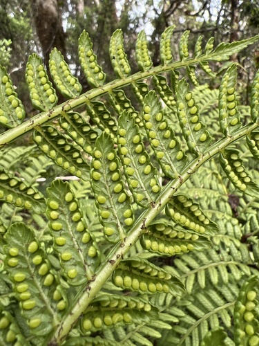 Marattia douglasii observed 2022-11-05