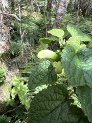 Stenogyne rotundifolia