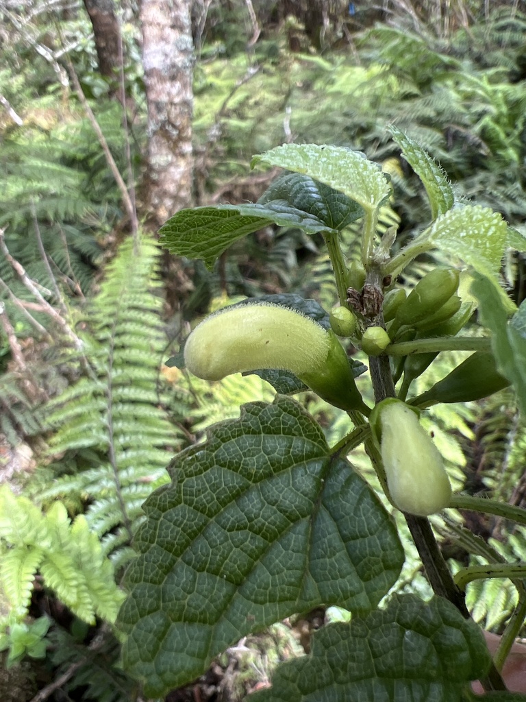 Stenogyne rotundifolia