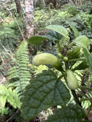 Stenogyne rotundifolia