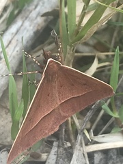 Epidesmia chilonaria