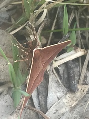 Epidesmia chilonaria