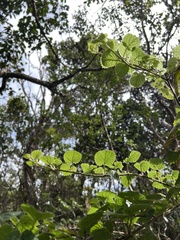 Stenogyne rotundifolia