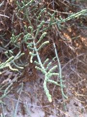 Haloxylon salicornicum