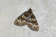 Electrophaes corylata