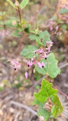 Lasiopetalum floribundum