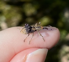 Eurhynchus quadridens