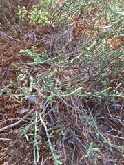 Haloxylon salicornicum