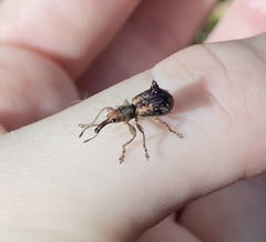 Eurhynchus quadridens