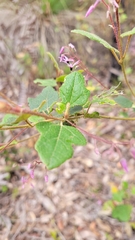 Lasiopetalum floribundum