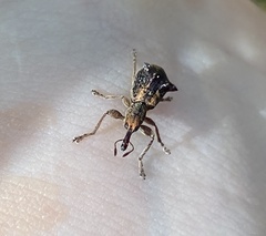 Eurhynchus quadridens