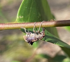 Eurhynchus quadridens