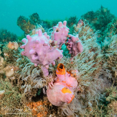 Pyura spinifera