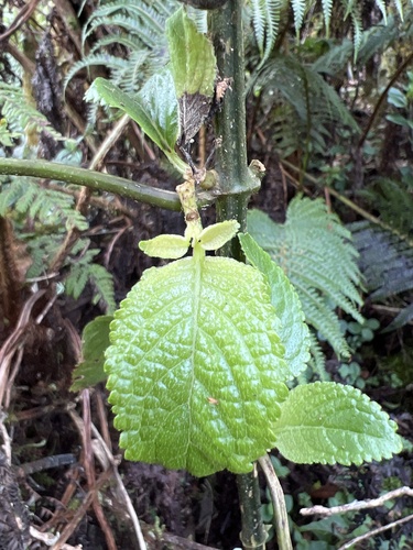 Phyllostegia ambigua observed 2022-11-05