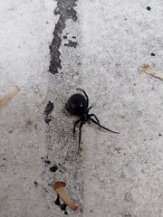 Steatoda capensis