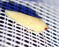 Iassinae