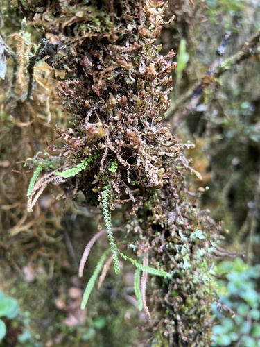 Stenogrammitis saffordii observed 2022-11-05