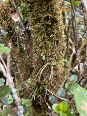 Stenogrammitis saffordii